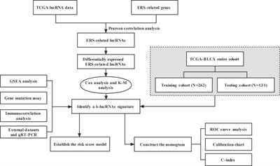 Comprehensive analysis of the endoplasmic reticulum stress-related long non-coding RNA in bladder cancer